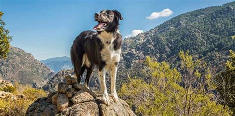 9 Best Hiking Dogs of All Sizes | Cadet Pet