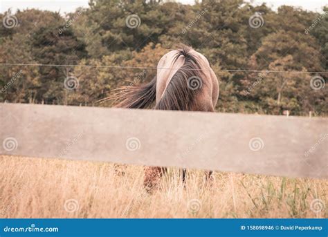 Grazent Horse Behind a Fence, 2 Horses are Grazing in a Meadow, the Sun Sets Stock Photo - Image ...