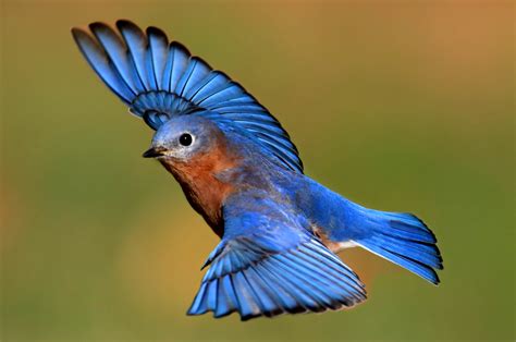 Free photo: Blue Bird - Animal, Bird, Flight - Free Download - Jooinn