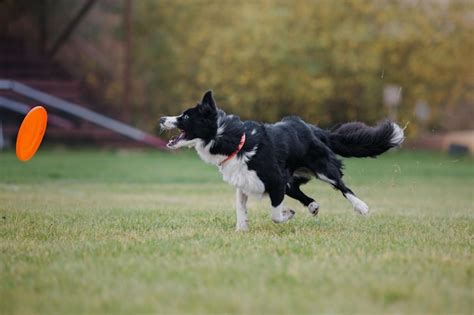 Premium Photo | Dog frisbee. dog catching flying disk in jump, pet ...