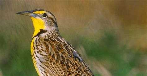 western-meadowlark-2 - Nebraska Pictures - Nebraska - HISTORY.com