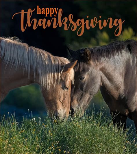 Happy Thanksgiving! - Salt River Wild Horse Management Group