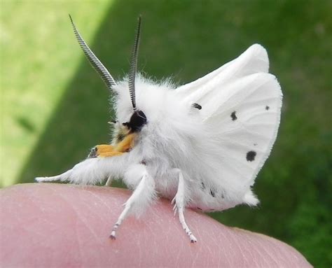 This photo I took of a moth came out eerily looking like a painting. : r/mildlyinteresting