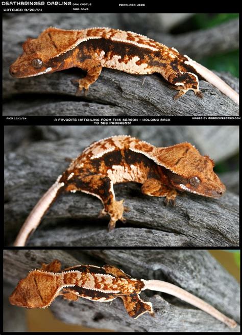 Crested gecko care, Crested gecko, Animals