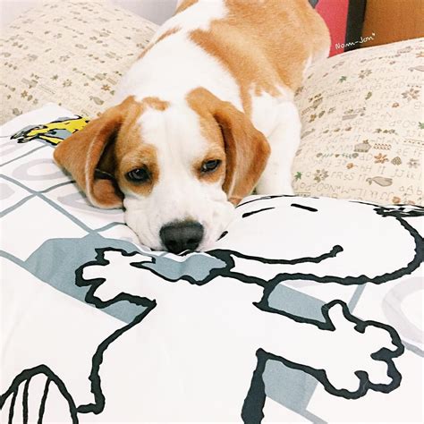 snoopy | Beagle buddies, Beagle dog, Doggy