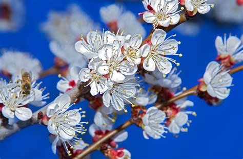 How to grow your own apricots and enjoy 'deep, honeyed richness' far ...