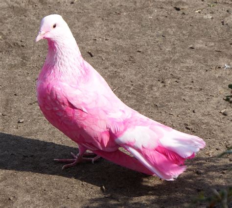 pink pigeon