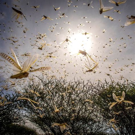 Africa’s Worst Locust Plague in Decades Threatens Millions - WSJ