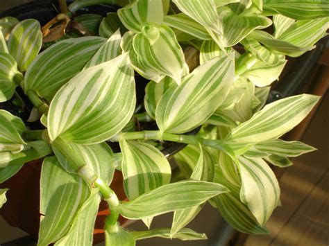 9 TYPES OF WANDERING JEW PLANTS (TRADESCANTIA) - SPECIES AND CARE TIPS