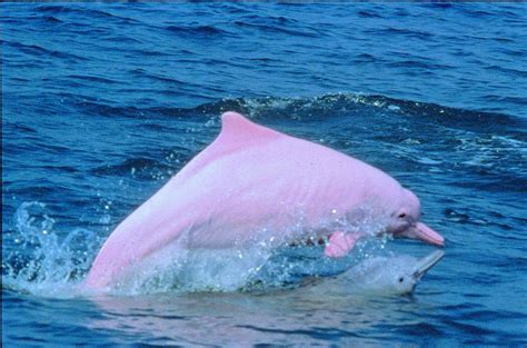 Pink River Dolphins | Pink dolphin, Pink river dolphin, Albino dolphin