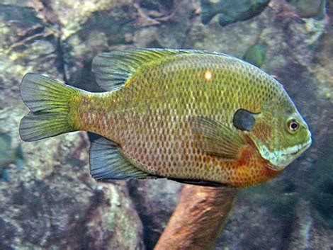 Types of Bream Fish (15 Unique Species With PICTURES)