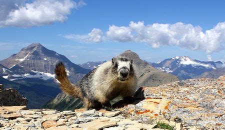 Marmot Characteristics, Size & Behavior | Study.com