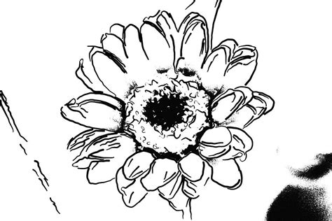 Sketch Like Gerbera Daisy Photograph by Cathy Lindsey - Fine Art America