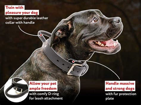 Best Dog Training Collars: Cane Corso Breed Leather Collar