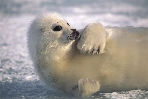 Papel de parede para celular: Foca, Selos, Animais, 293926 baixe o ...