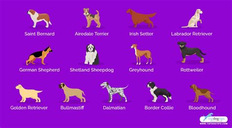 25 Best Therapy Dog Breeds List And How To Pick The Right Companion ...