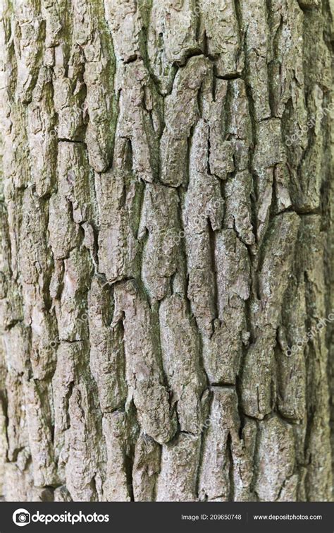 Tree Trunk Texture Stock Photo by ©info@timallenphoto.net 209650748