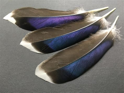 10 Pcs Mallard Duck Wing Feathers Iridescent Feathers Natural | Etsy