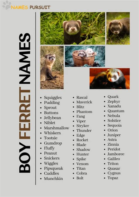 Boy Ferret Names (Cute, Funny & Cool)