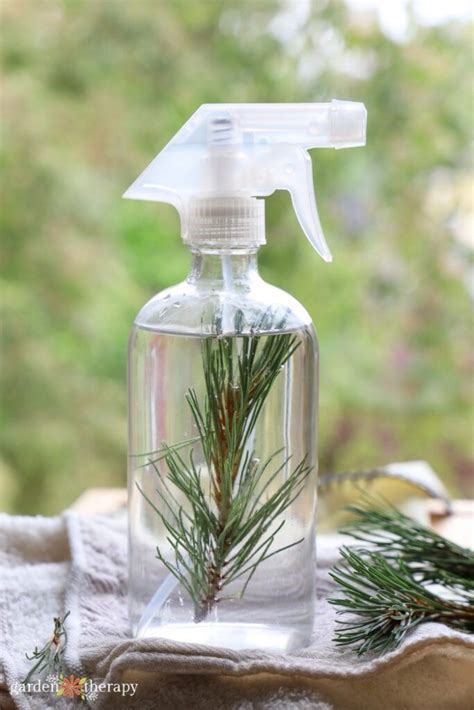 Herbal Guide to Pine Needles - How to Identify and Use Pine Needles ...