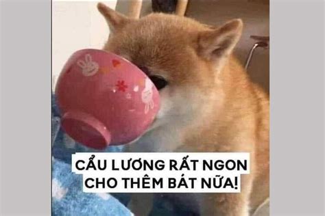 Ăn cơm chó là gì? Phát cẩu lương là gì? Tại sao dùng nhiều?