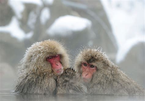 Photos: Japanese Macaque Monkeys Groom Themselves in Hot Spring | Time