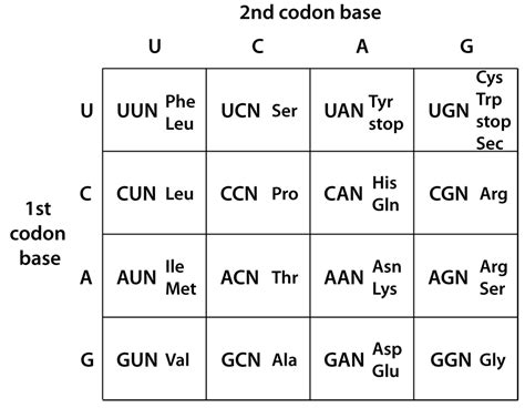 Life | Free Full-Text | Clues to tRNA Evolution from the Distribution of Class II tRNAs and ...