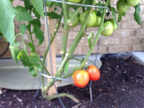 Early Girl Tomato Plant. Perfect flavor. Early harvest. I Plant them every year. | Early girl ...