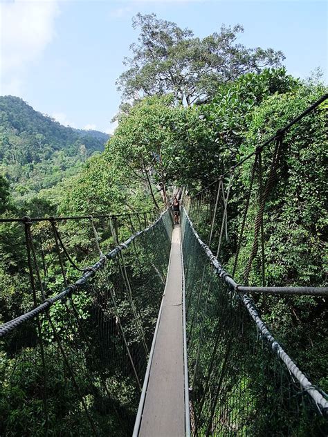 Il Taman Negara: Parco Nazionale della Malesia — Giorni Rubati