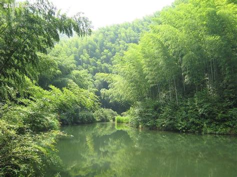 bamboo forest | Landscape, Ancient china, Bamboo forest