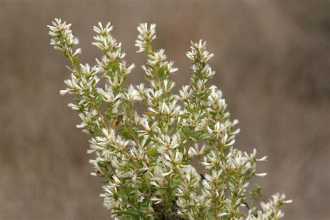 Plant of the Month, February 2020 - Coyote Bush | Audubon Center at Debs Park