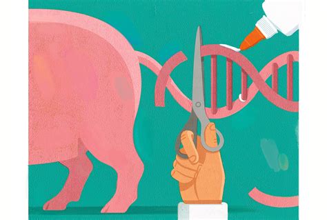 Punnett's Square: The Future of Organ Donation: Genetically Engineered Pigs