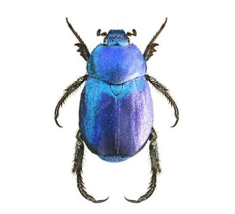 BicBugs Hoplia coerulea blue scarab beetle France | Beetle insect, Scarab beetle, Beetle