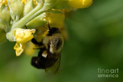 Bumble Bee Macro Photography Photograph by Steve McGrath