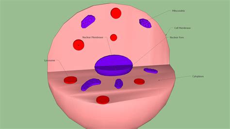 White Blood Cell | 3D Warehouse