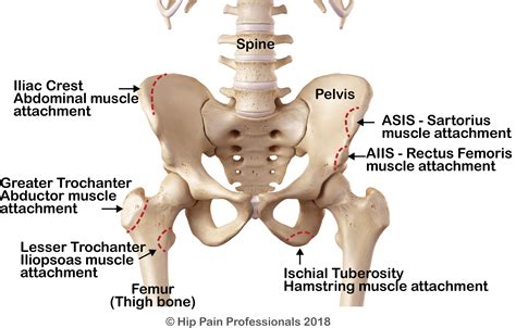 Appendicular Skeleton: Pelvis Diagram Quizlet, 50% OFF