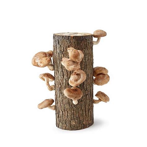 Uncommon Goods | Shiitake Mushroom Log Kit | Grow Mushrooms, Mushroom ...