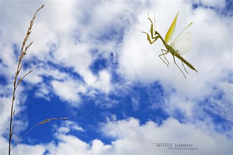 Flying Mantis religiosa | Flying Preying mantis Mantis relig… | Flickr