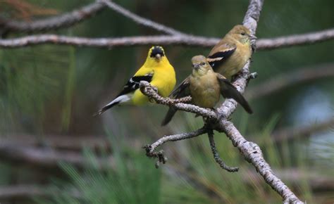 Baby Goldfinches - Leslie Abram Photography