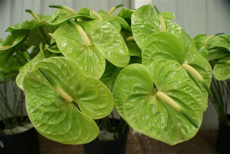 green anthurium flowers | Цветы, Зеленый, Растения