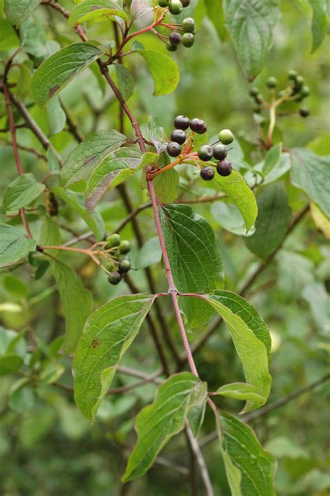 Cornus sanguinea (Cornaceae) image 5905 at PhytoImages.siu.edu