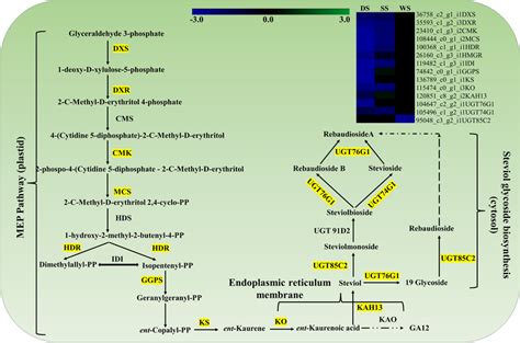 Steviol glycoside (SGs) biosynthesis pathway and the heatmap showing... | Download Scientific ...