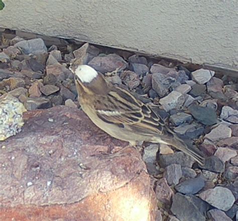 Leucistic House Sparrow? - FeederWatch