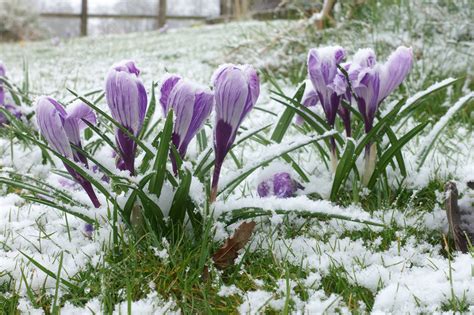 Snow on crocus - Stock Image - C043/5001 - Science Photo Library