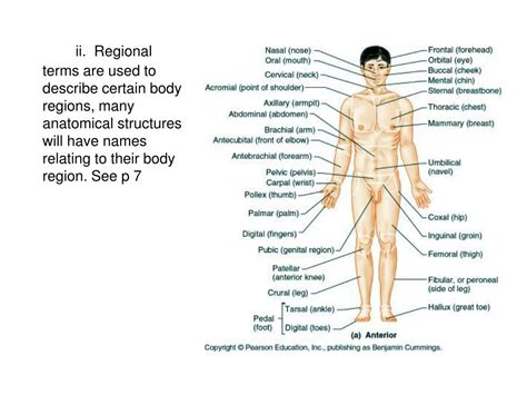 PPT - Human anatomy PowerPoint Presentation, free download - ID:1197335