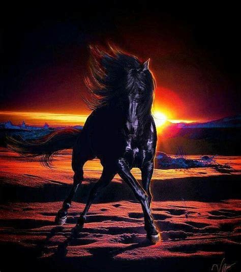 Lovely black horse at sunset Beautiful Horse Pictures, Most Beautiful Animals, Majestic Animals ...