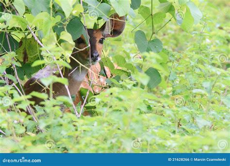 Bushbuck Hiding from Predators on Savanna Stock Photo - Image of ...