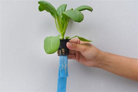 Hydroponic Wick System: Build A Worthwhile Wick System In 15 Minutes!