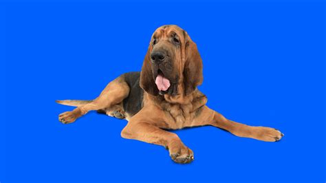 Bloodhound
