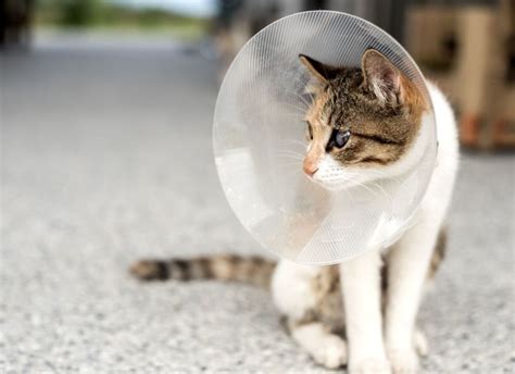 What Are the Possible Complications of Neutering a Cat? - PetHelpful